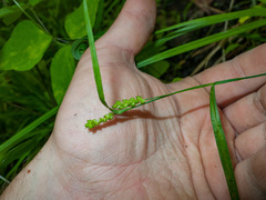 Carex granularis