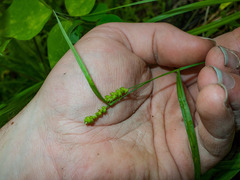Carex granularis