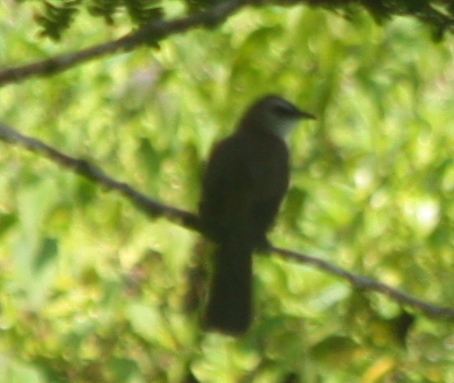 Pycnonotus goiavier