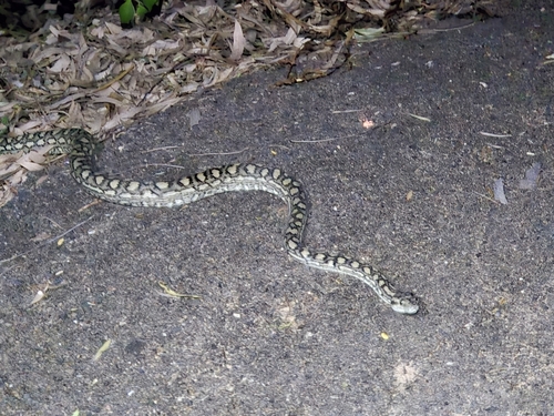 Coastal Carpet Python sighting