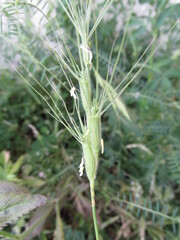Barbary wild-rye (Aegilops triuncialis)