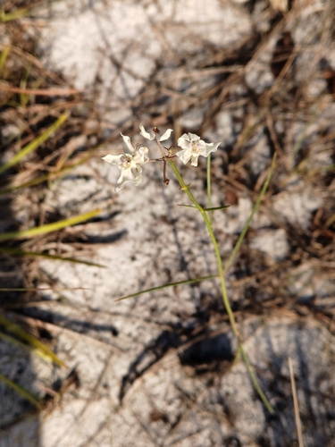 Image of Asclepias feayi by no rights reserved