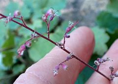 Heuchera rubescens