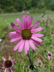 Echinacea tennesseensis