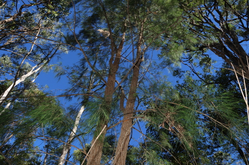 Image of Australian mahogany by (c) Greg Tasney, some rights reserved (CC BY-SA)