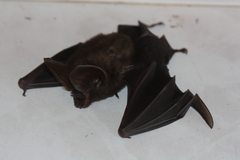 Hipposideros