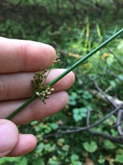 Juncus effusus