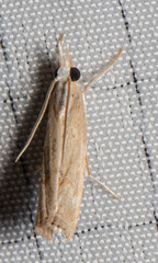 Parapediasia decorellus