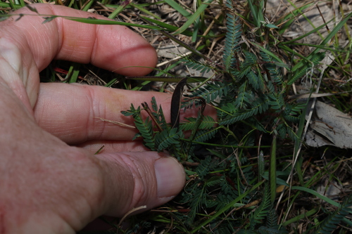 Image of Chamaecrista nomame by (c) Greg Tasney, some rights reserved (CC BY-SA)