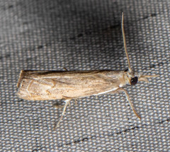 Parapediasia decorellus