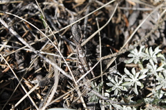 Melanoplus montanus
