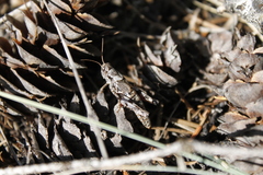 Melanoplus montanus