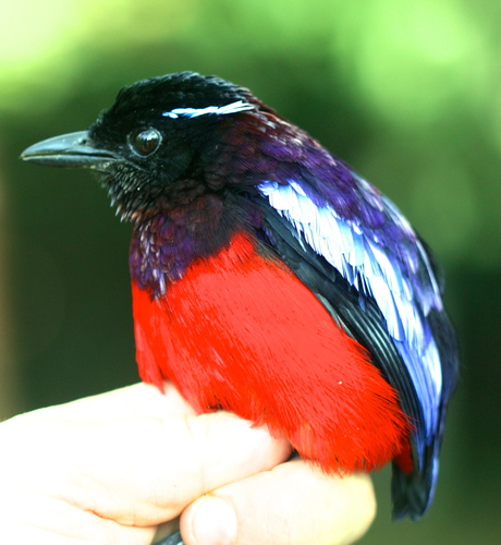 Erythropitta ussheri