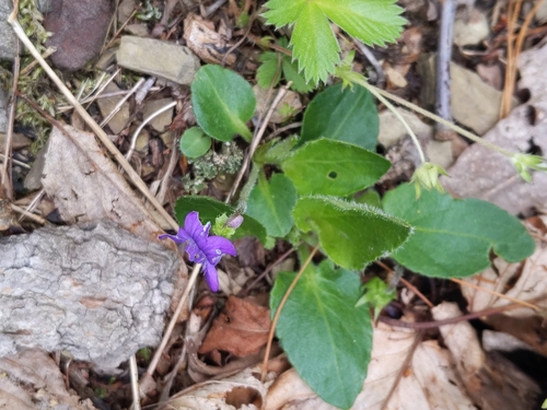 Image of Viola fimbriatula by (c) Cecil Smith, some rights reserved (CC BY)