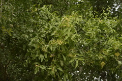 Dendrophthoe falcata