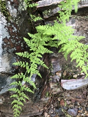 Cystopteris reevesiana