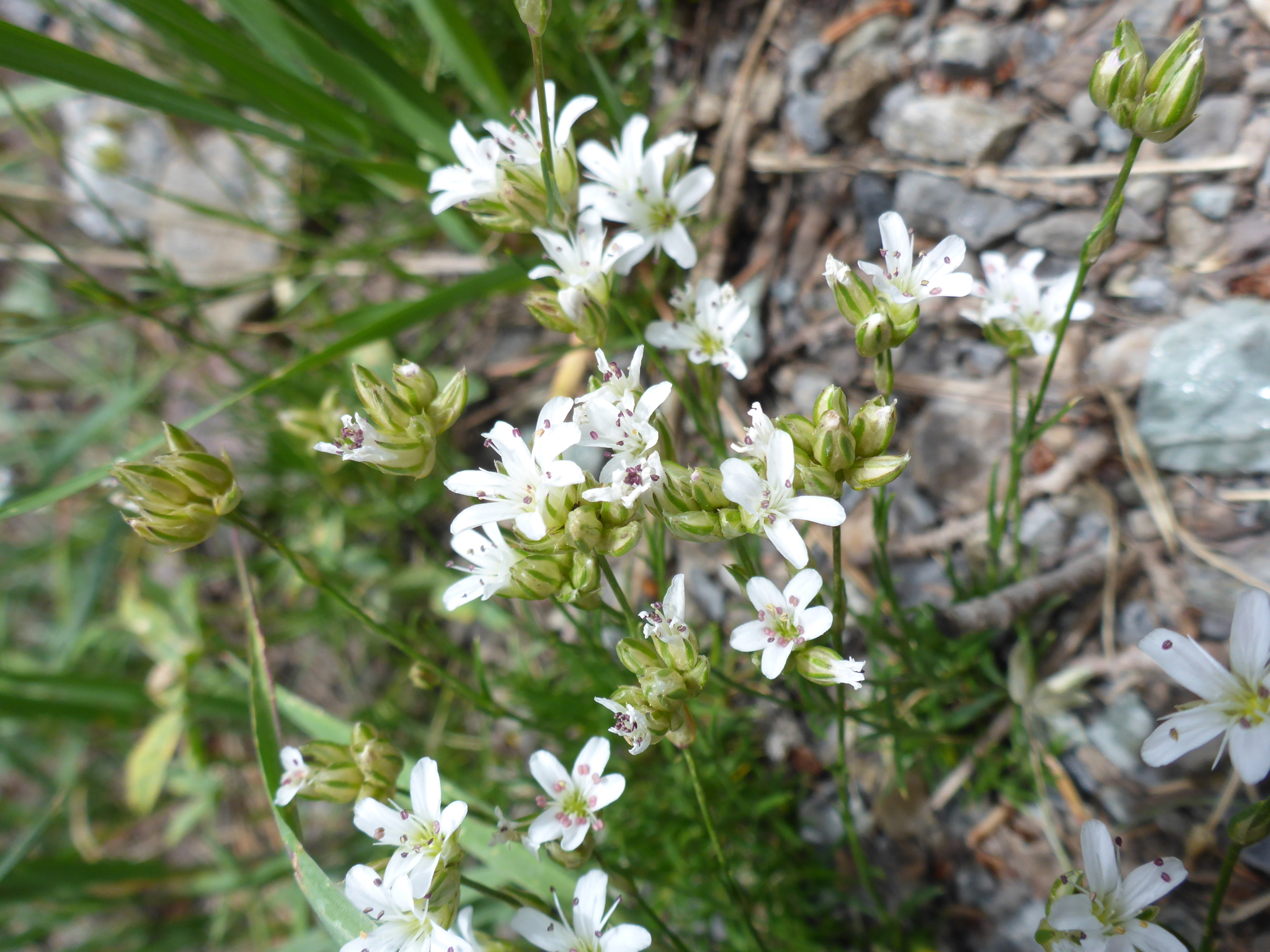 Eremogone congesta var. simulans