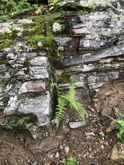 Cystopteris reevesiana