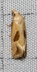 Eugnosta bimaculana