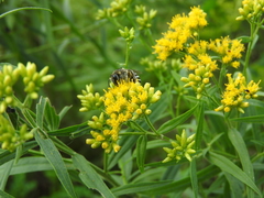 Colletes simulans armatus