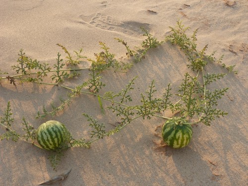 Citrullus mucosospermus