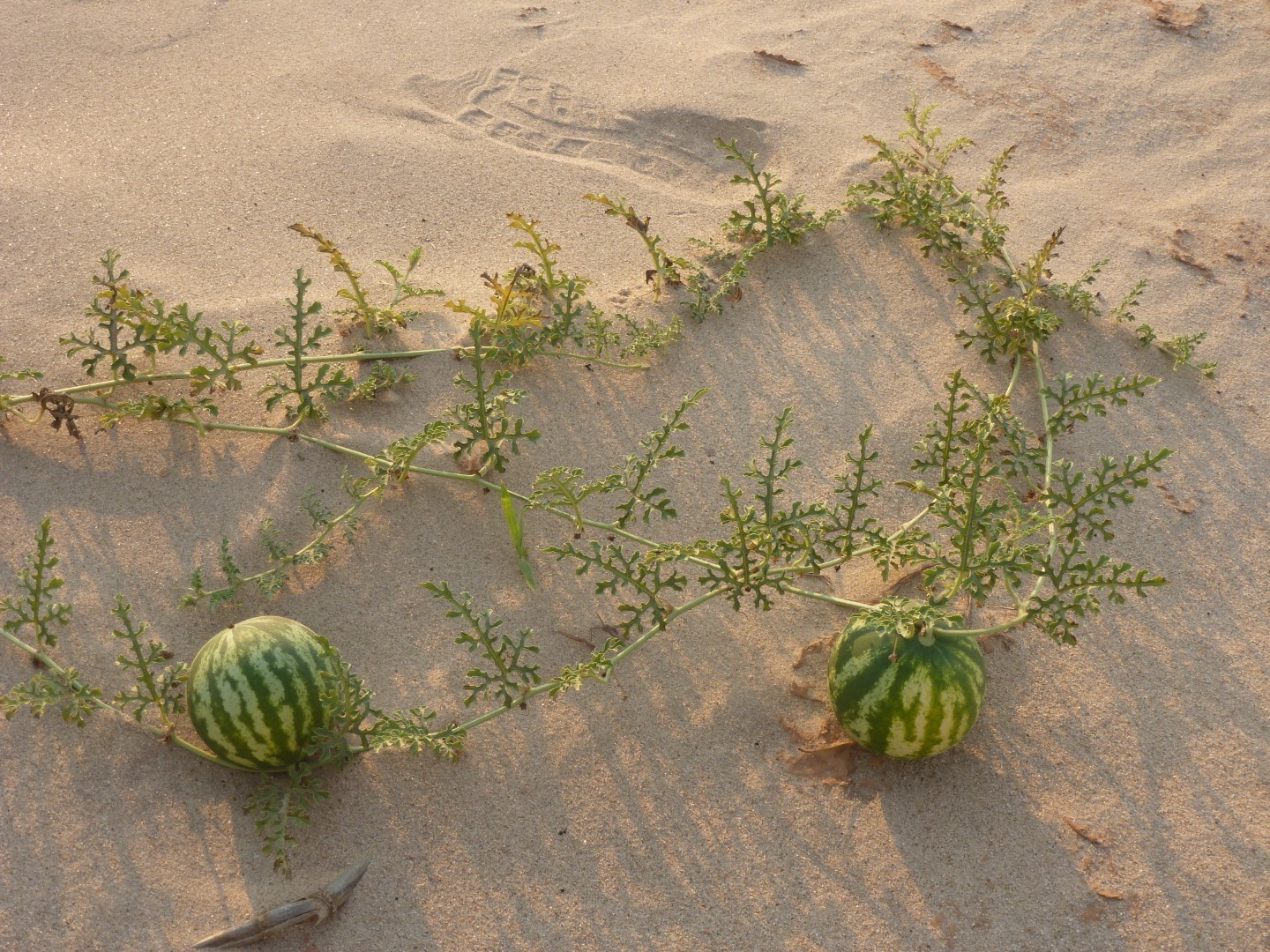Citrullus mucosospermus