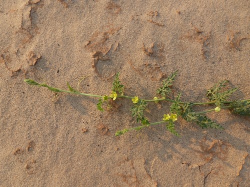 Image of Citrullus Mucosospermus (Citrullus mucosospermus) by (c) Micha Baum, some rights reserved (CC BY-SA)