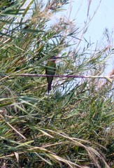 Merops superciliosus