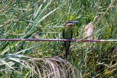 Merops superciliosus