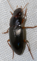 Selenophorus opalinus