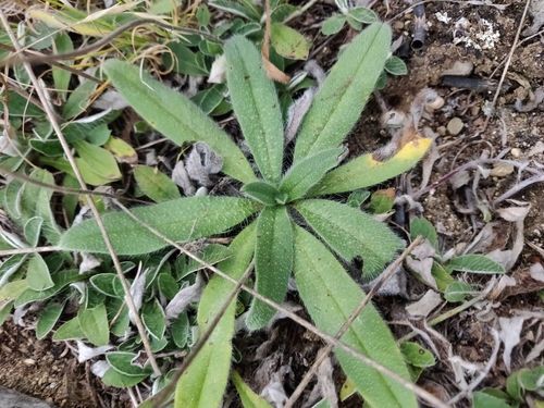 Paprastasis ežeinis nuotrauka