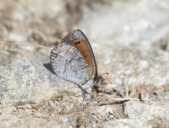 Erebia tyndarus