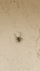 Araneae