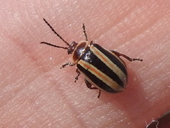 Kuschelina miniata