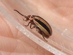 Kuschelina miniata