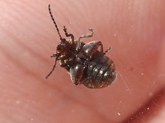 Kuschelina miniata