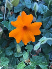Thunbergia gregorii