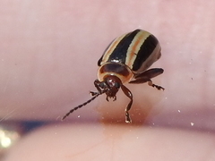 Kuschelina miniata