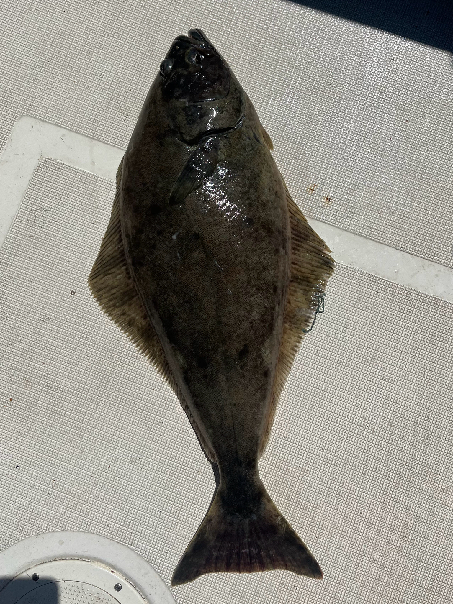 狹鱗庸鰈 (太平洋大比目魚) Hippoglossus stenolepis