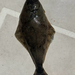 オヒョウ