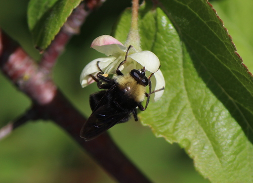 American Pocota