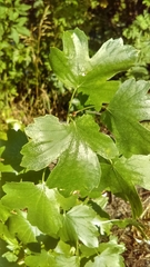 Ribes aureum