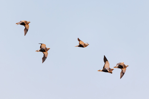 Ganga ortega (Pterocles orientalis)