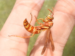 Polistes apachus texanus