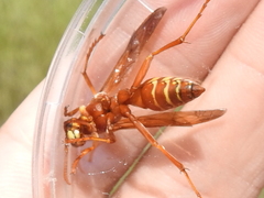Polistes apachus texanus