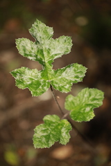 Erysiphe heraclei