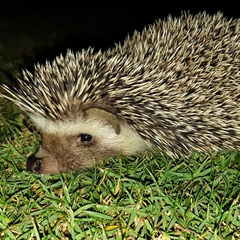 Atelerix algirus