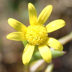 Senecio littoreus