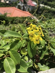 Stigmaphyllon emarginatum