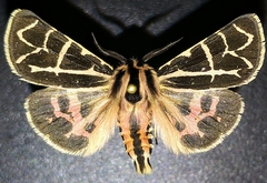 Apantesis nevadensis